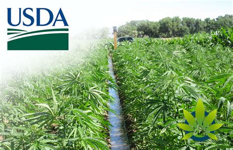 The federal crop insurance program is administered by usda's risk management agency (rma). USDA: Hemp Farmers Can Purchase Federal Crop Insurance for Next Year's Planting Session