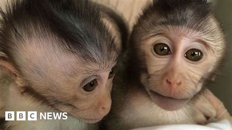 Scientists Create The First Ever Autistic Monkeys Bbc News