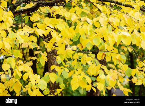 Beautiful Natural Autumn Background Yellow And Green Autumn Ash Leaves
