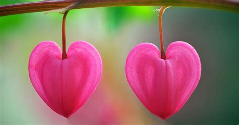 Newchic offer quality plants with heart shaped flowers at wholesale prices. This Valentine's Day, think heart-shaped plants, leaves