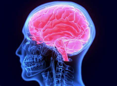 How does our brain process fear? Study investigates
