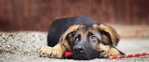 Download Wallpaper 2560x1080 Dog Lying Muzzle Shepherd Dual Wide