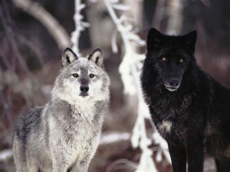 Grey Wolves Showing Fur Colour Variation Canis Lupus Photographic