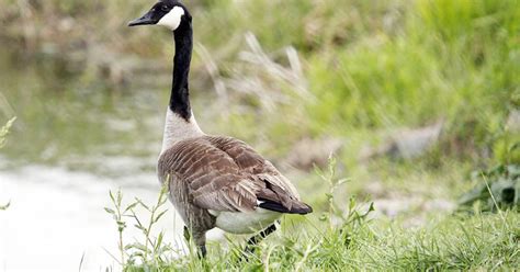 Special Canada Goose Hunting Season Opens Sept 1 News