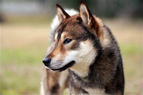 Shikoku The Most Primitive Of The Japanese Ancestral Dogs Is Though To