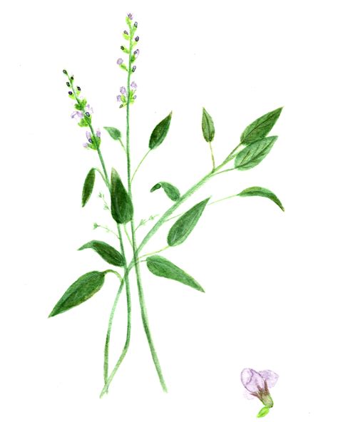 Free Basil And Sage Herb Watercolor Printables The