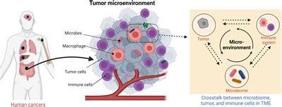 Frontiers Tumor Microbiome Metabolism A Game Changer In Cancer