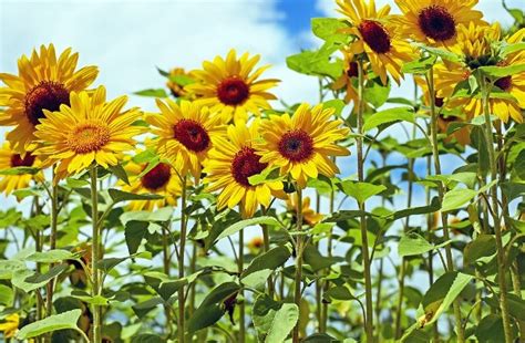 Sunflower Farming Planting Harvesting A Full Guide Agri Farming