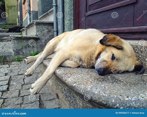 A Tired Street Dog Stock Image Image Of Animal Yorgun 99950677