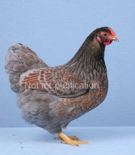 We did not find results for: Wyandotte - Blue Laced Gold | Chicken breeds, Wyandotte ...