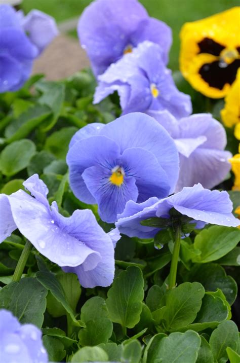 Viola X Wittrockiana Spring Matrix True Blue Pansy From Garden