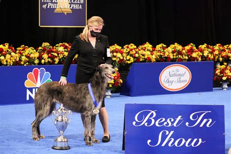 Best In Show Winner At 2021 National Dog Show Makes History Long