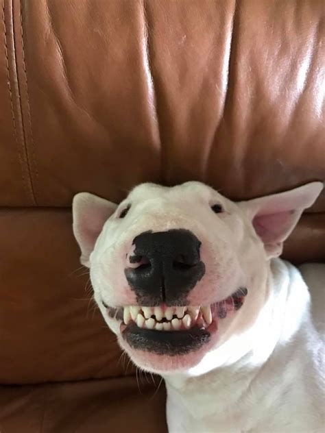 You Are Powerless Against A Bull Terriers Greatest Weapon The Squinty