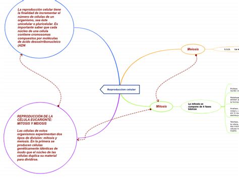 Reproduccion Celular Mind Map