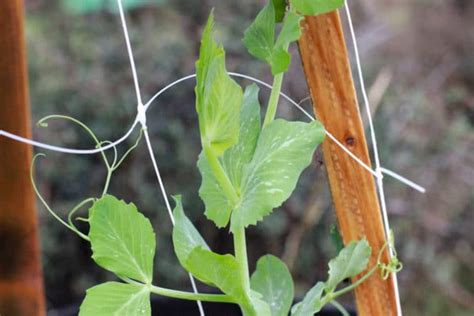 Trellis For Peas Tips For Hanging Them Up High