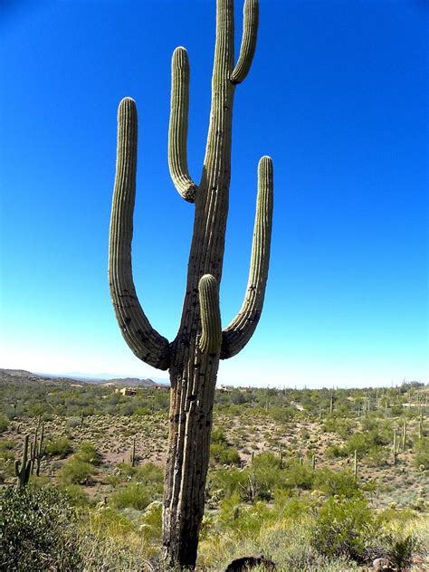 Desert Cactus 3 Photograph By Patricia Bigelow Fine Art America