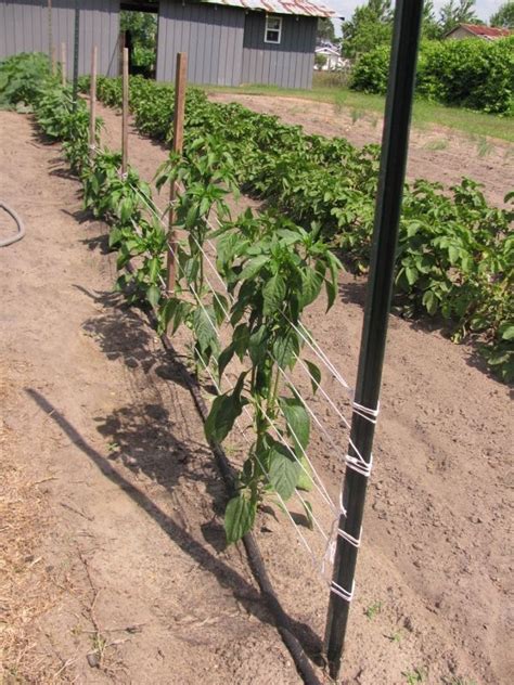 17 Best Images About Tomato Stakes On Pinterest Tomato Cages Small