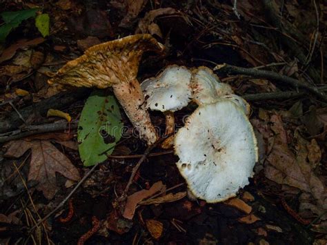 Amanita Mushrooms On Forest Floor Stock Image Image Of Amanitaceae