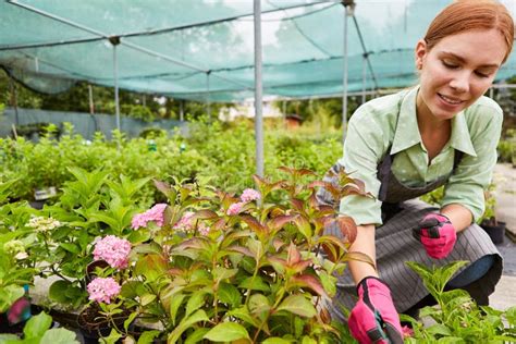 Woman As A Gardener Apprentice In The Care Of Flowers Stock Photo