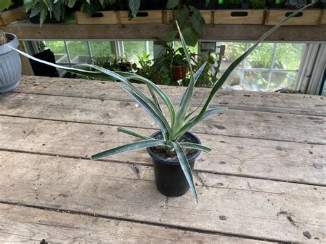 Buy Online Variegated Pineapple Plant Plantly