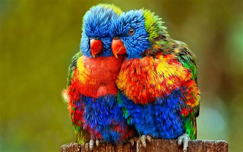 colorful parrots wallpaper