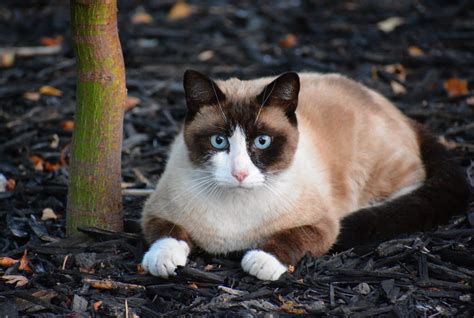 Snowshoe Cats 10 Interesting Facts About Their History And Personality