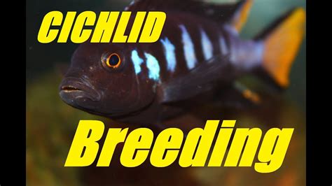 African Cichlid Breeding Courtship And Mating Dance 18 Youtube