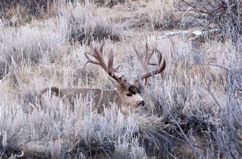 Download Colorado Mule Deer Gaint Monster By Samuelknight Monster