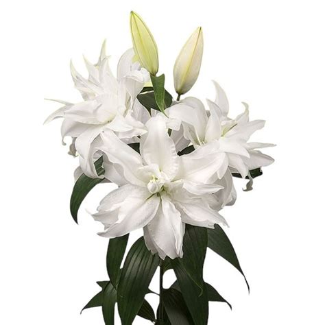 LILY ORIENTAL ROSELILY MONICA 75cm Wholesale Dutch Flowers