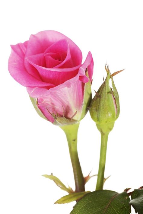 Pink Rose Close Up Stock Image Image Of Romance Gentle 31273585