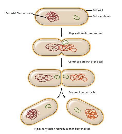 Bacterial Structures Internal To Cell Wall And Reproduction Food Tech