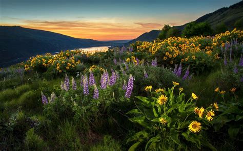 Purple Lavender And Sunflower Flowers Field Landscape Nature Lupines