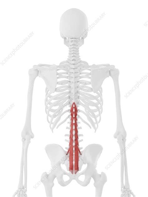 Multifidus muscle, illustration - Stock Image - F025/7227 - Science
