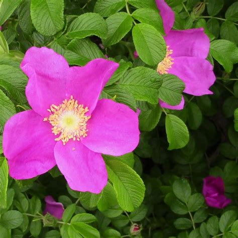 Pink Rugosa Rose Buy At Nature Hills Nursery