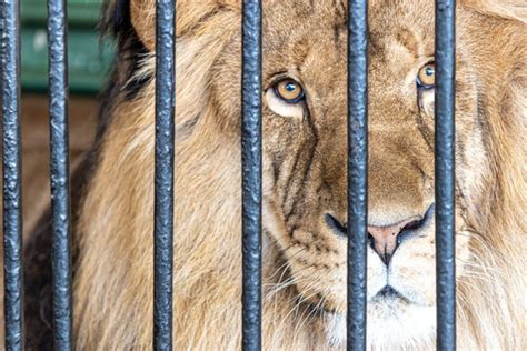 Lion In Cage Images Browse 3613 Stock Photos Vectors And Video
