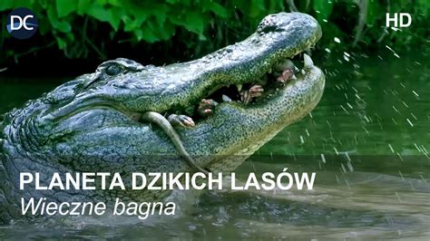 Planeta Dzikich Las W Wieczne Bagna Film Przyrodniczy Lektor Pl