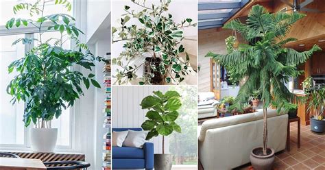31 Best Large Indoor Plants Tall Houseplants For Home And Offices