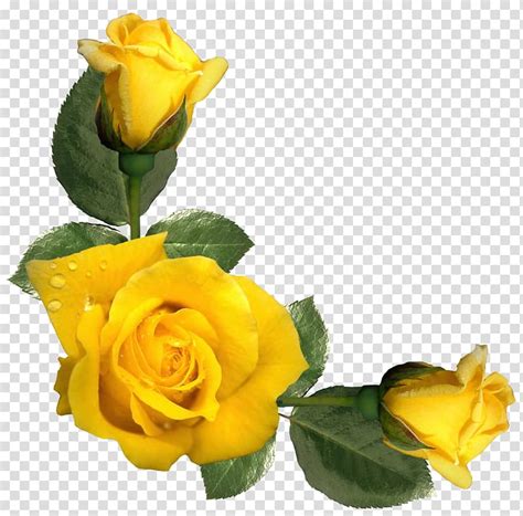 Free Download Yellow Roses Rose Yellow Flower Beautiful Yellow