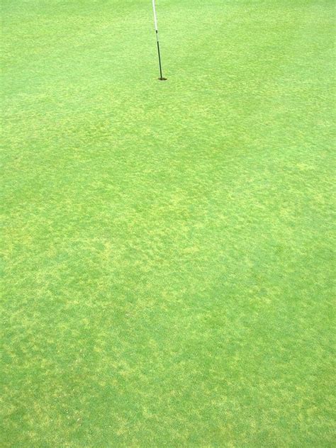 How To Grow Great Poa Annua Golf Greens Kevin Munt Golf Consultant
