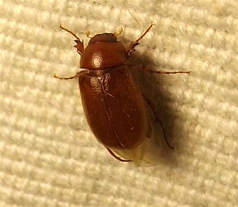 Small Brown Chafer Beetle Project Noah