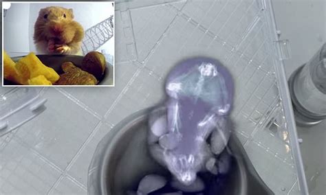 X Ray Footage Shows A Hamster Stuffing Its Face Pouches With Nuts Daily Mail Online