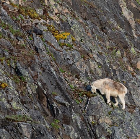 Thr Original Rock Climber Mountain Goat Or Wildlifephotography