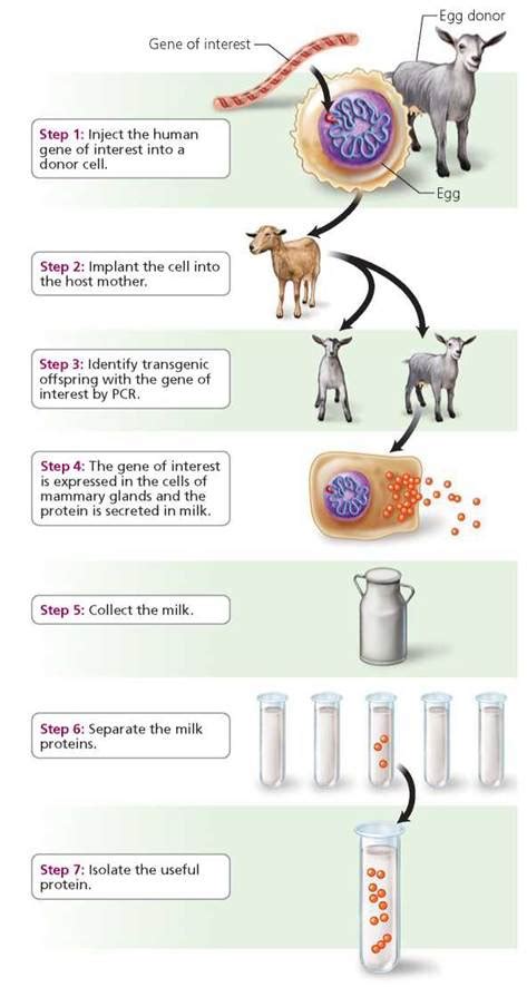 But here, if the recipient organism is a plant, the. DNA and Biotechnology - Biology of Humans