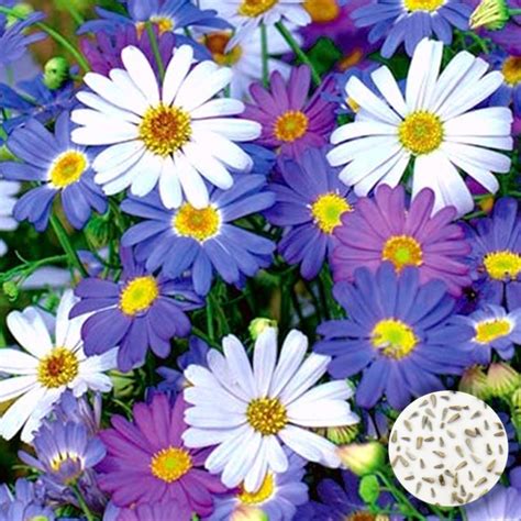 50 Mixed Colour Daisy Seeds Welldales