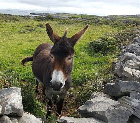 Hd Wallpaper Donkey Animal Grass Nature Farm Wild Cute Wildlife