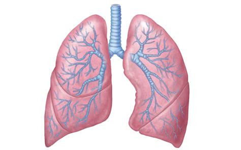 Pulmones Corporales Humanos De 3d Los Pulmones Son Los Organos Images