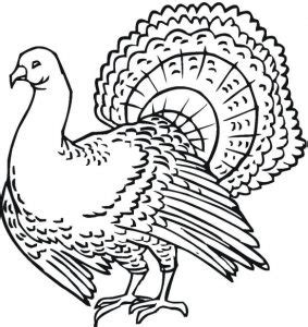 turkeys coloring pages  kids updated