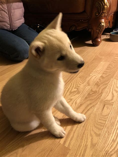 My Friends Puppy A 2 Months Old Shiba Inu Named Polar Rdoggos