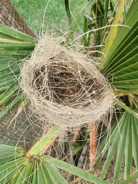 Learning About Bird Nests