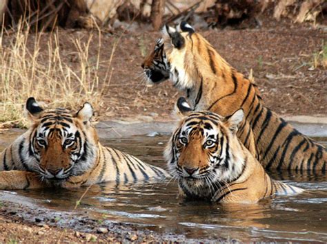 Ushakothi Badrama Wildlife Sanctuary In Orissa Times Of India Travel